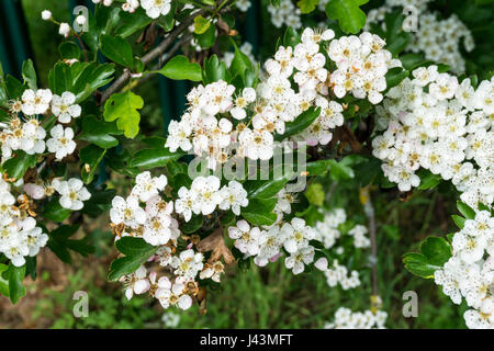 Fleur de mai sur la politique commune de l'aubépine, Crataegus monogyna. Banque D'Images