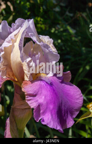 Fleurir le violet Iris Germanica dans un beau jardin en Bretagne France Banque D'Images