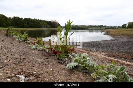 Le faible niveau d'eau à réservoir Bewl Water près de Lamberhurst dans Kent aux craintes grandissent pour une sécheresse de l'été, à la suite de l'un des hivers les plus secs au cours des deux dernières décennies. Banque D'Images