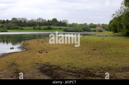 Le faible niveau d'eau à réservoir Bewl Water près de Lamberhurst dans Kent aux craintes grandissent pour une sécheresse de l'été, à la suite de l'un des hivers les plus secs au cours des deux dernières décennies. Banque D'Images