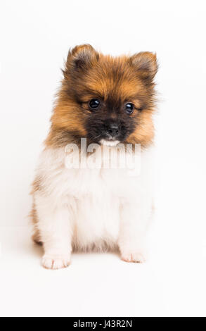 Chiot pomeranian l'âge de 2 mois isolé sur fond blanc Banque D'Images