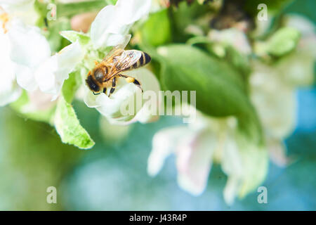 Abeille recueille sur le nectar de fleur de pommier Banque D'Images