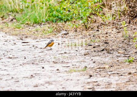 Thursley Rd, Elstead. 09 mai 2017. Les vents du nord froid a continué au cours des Home Counties aujourd'hui avec un haut niveau de couverture nuageuse. Une Paruline flamboyante à Elstead Moat, Elstead, près de Godalming à Surrey. Banque D'Images