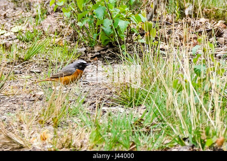 Thursley Rd, Elstead. 09 mai 2017. Les vents du nord froid a continué au cours des Home Counties aujourd'hui avec un haut niveau de couverture nuageuse. Une Paruline flamboyante à Elstead Moat, Elstead, près de Godalming à Surrey. Banque D'Images