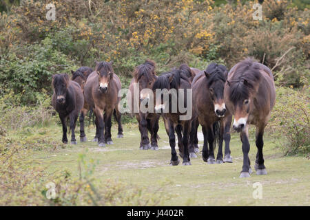 Colchester, Essex, Royaume-Uni. 9 mai, 2017. Poneys Exmoor arrivent à Tiptree Heath dans l'Essex, à brouter de l'herbe et des arbustes envahissants qui aide à protéger la lande important. Crédit : David Johnson/Alamy Live News Banque D'Images