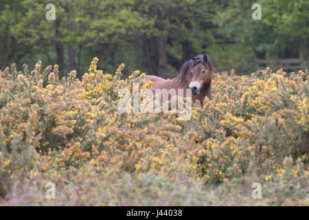 Colchester, Essex, Royaume-Uni. 9 mai, 2017. Poneys Exmoor arrivent à Tiptree Heath dans l'Essex, à brouter de l'herbe et des arbustes envahissants qui aide à protéger la lande important. Crédit : David Johnson/Alamy Live News Banque D'Images