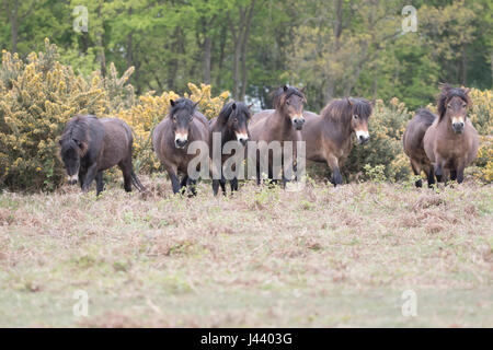 Colchester, Essex, Royaume-Uni. 9 mai, 2017. Poneys Exmoor arrivent à Tiptree Heath dans l'Essex, à brouter de l'herbe et des arbustes envahissants qui aide à protéger la lande important. Crédit : David Johnson/Alamy Live News Banque D'Images