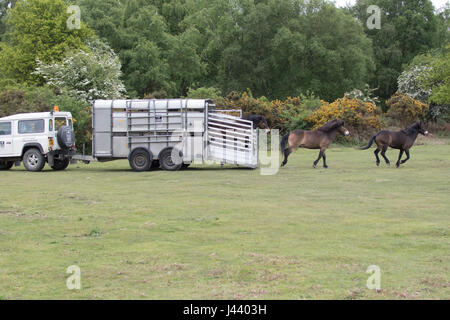 Colchester, Essex, Royaume-Uni. 9 mai, 2017. Poneys Exmoor arrivent à Tiptree Heath dans l'Essex, à brouter de l'herbe et des arbustes envahissants qui aide à protéger la lande important. Crédit : David Johnson/Alamy Live News Banque D'Images