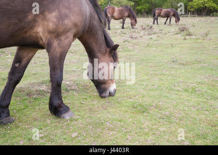 Colchester, Essex, Royaume-Uni. 9 mai, 2017. Poneys Exmoor arrivent à Tiptree Heath dans l'Essex, à brouter de l'herbe et des arbustes envahissants qui aide à protéger la lande important. Crédit : David Johnson/Alamy Live News Banque D'Images