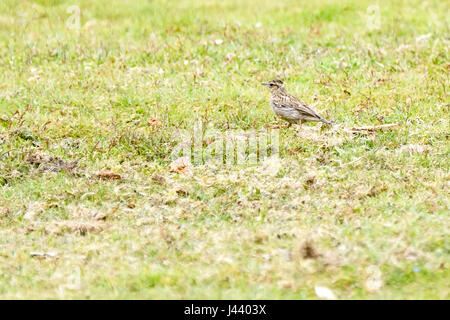 Thursley Rd, Elstead. 09 mai 2017. Météo britannique. Les vents du nord froid a continué au cours des Home Counties aujourd'hui avec un haut niveau de couverture nuageuse. Un (Lullula arborea) woodlark à Elstead Moat, Elstead, près de Godalming à Surrey. Credit : james jagger/Alamy Live News Banque D'Images