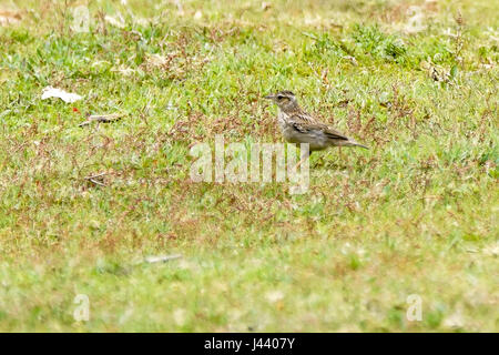 Thursley Rd, Elstead. 09 mai 2017. Météo britannique. Les vents du nord froid a continué au cours des Home Counties aujourd'hui avec un haut niveau de couverture nuageuse. Un (Lullula arborea) woodlark à Elstead Moat, Elstead, près de Godalming à Surrey. Credit : james jagger/Alamy Live News Banque D'Images