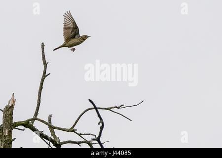 Thursley Rd, Elstead. 09 mai 2017. Météo britannique. Les vents du nord froid a continué au cours des Home Counties aujourd'hui avec un haut niveau de couverture nuageuse. Une skylark (Alauda arvensis) à l'hôtel Elstead Moat, Elstead, près de Godalming à Surrey. Credit : james jagger/Alamy Live News Banque D'Images