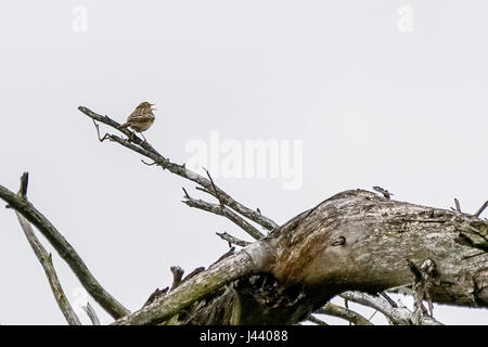 Thursley Rd, Elstead. 09 mai 2017. Météo britannique. Les vents du nord froid a continué au cours des Home Counties aujourd'hui avec un haut niveau de couverture nuageuse. Une skylark (Alauda arvensis) à l'hôtel Elstead Moat, Elstead, près de Godalming à Surrey. Credit : james jagger/Alamy Live News Banque D'Images