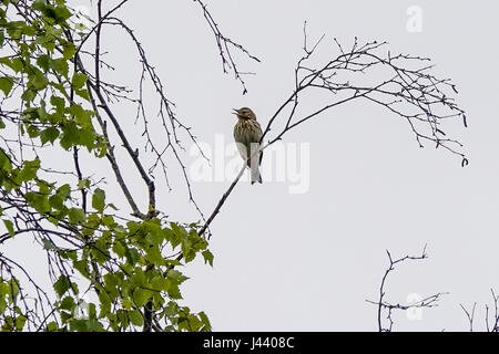 Thursley Rd, Elstead. 09 mai 2017. Météo britannique. Les vents du nord froid a continué au cours des Home Counties aujourd'hui avec un haut niveau de couverture nuageuse. Une skylark (Alauda arvensis) à l'hôtel Elstead Moat, Elstead, près de Godalming à Surrey. Credit : james jagger/Alamy Live News Banque D'Images