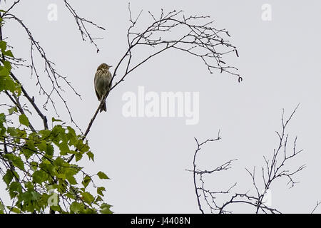 Thursley Rd, Elstead. 09 mai 2017. Météo britannique. Les vents du nord froid a continué au cours des Home Counties aujourd'hui avec un haut niveau de couverture nuageuse. Une skylark (Alauda arvensis) à l'hôtel Elstead Moat, Elstead, près de Godalming à Surrey. Credit : james jagger/Alamy Live News Banque D'Images