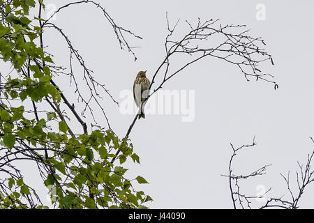 Thursley Rd, Elstead. 09 mai 2017. Météo britannique. Les vents du nord froid a continué au cours des Home Counties aujourd'hui avec un haut niveau de couverture nuageuse. Une skylark (Alauda arvensis) à l'hôtel Elstead Moat, Elstead, près de Godalming à Surrey. Credit : james jagger/Alamy Live News Banque D'Images