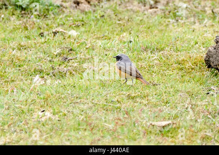 Thursley Rd, Elstead. 09 mai 2017. Météo britannique. Les vents du nord froid a continué au cours des Home Counties aujourd'hui avec un haut niveau de couverture nuageuse. Une Paruline flamboyante (Phoenicurus phoenicurus) à l'hôtel Elstead Moat, Elstead, près de Godalming à Surrey. Credit : james jagger/Alamy Live News Banque D'Images