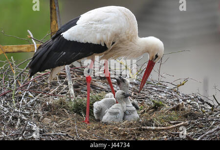 Dpatop - une cigogne tend à quatre jeunes poussins dans un nid construit sur le toit d'une église à Geiselwind, Allemagne, le 9 mai 2017. Les cigognes ont habité le toit de l'église St. Burkhard depuis 2010. Photo : Karl-Josef Opim/dpa Banque D'Images