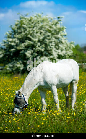 Bolton, Royaume-Uni. 10 mai, 2017. Météo britannique. Un cheval blanc fait paître dans un champ de renoncules sous un ciel bleu magnifique à Bolton, Lancashire. Photo par Paul Heyes, mercredi 10 mai 2017. Crédit : Paul Heyes/Alamy Live News Banque D'Images