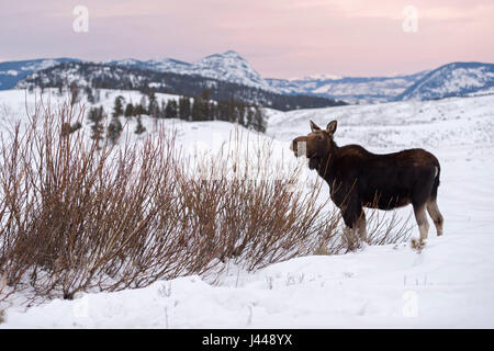 L'orignal (Alces alces) en hiver, il se nourrit de buissons, hier soir, lumière, vaste terre ouverte, montagnes Rocheuses, la caldeira de Yellowstone NP, Wyoming, USA. Banque D'Images