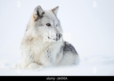 Le loup (Canis lupus) en hiver, le mensonge, le repos dans la neige, fourrure blanche, regardant de côté, ambre yeux dorés, captive, région de Yellowstone, Montana, USA. Banque D'Images