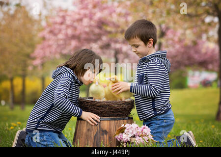 Deux sweet les enfants, garçons, jouer dans le parc avec canetons, printemps Banque D'Images