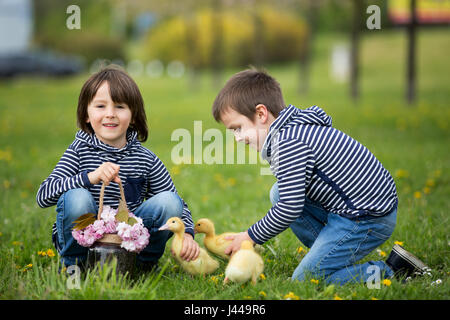 Deux sweet les enfants, garçons, jouer dans le parc avec canetons, printemps Banque D'Images