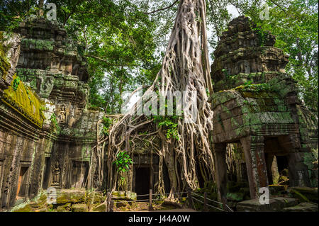Racines d'un arbre banyan dépasser la structure de pierre de Ta Prohm, dans le complexe du temple en ruines d'Angkor Wat, au Cambodge Banque D'Images