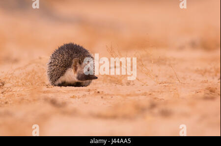 Hérisson du désert (Paraechinus aethiopicus) photographié dans le désert du Néguev, Israël en mars Banque D'Images