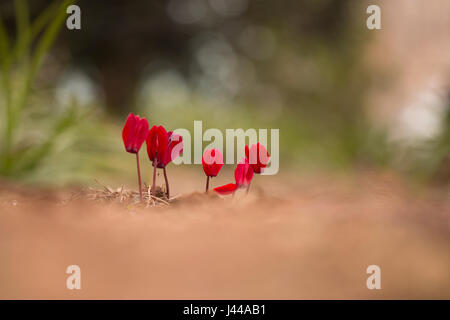 Fleurs de Cyclamen rouge cultivé dans un jardin d'hiver Banque D'Images