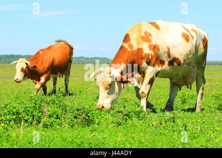Vaches dans la nature Banque D'Images