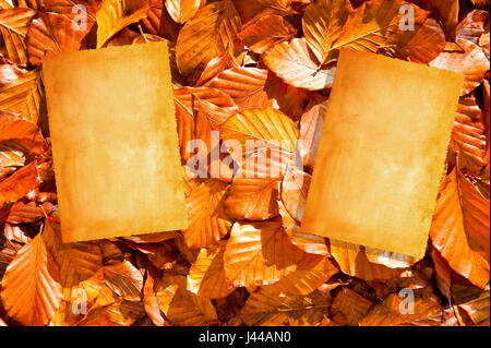Photos sur fond de feuilles sèches Banque D'Images