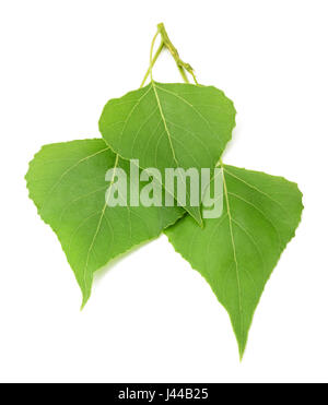 Feuilles vert isolé sur fond blanc Banque D'Images