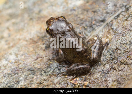 Une petite grenouille, 1cm de taille, à partir de la métamorphose récente, quelques jours, du têtard en grenouille Banque D'Images