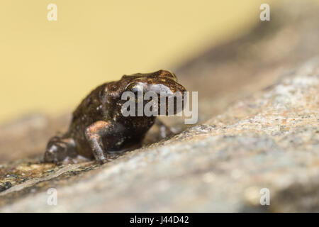 Une petite grenouille, 1cm de taille, à partir de la métamorphose récente, quelques jours, du têtard en grenouille Banque D'Images