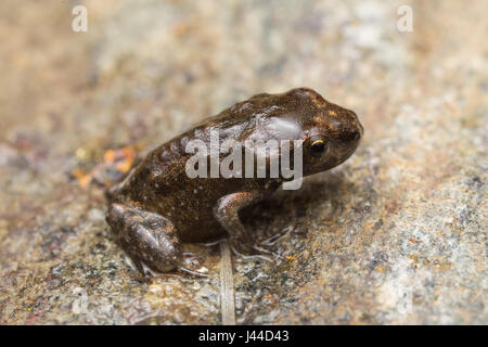 Une petite grenouille, 1cm de taille, à partir de la métamorphose récente, quelques jours, du têtard en grenouille Banque D'Images