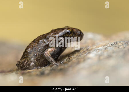 Une petite grenouille, 1cm de taille, à partir de la métamorphose récente, quelques jours, du têtard en grenouille Banque D'Images