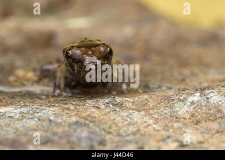 Une petite grenouille, 1cm en taille Banque D'Images