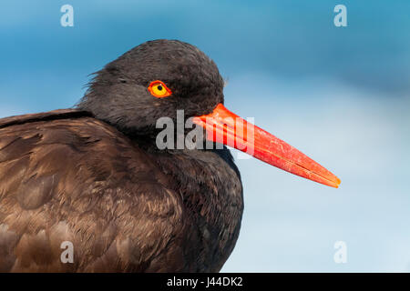 Portrait d'un huîtrier Banque D'Images
