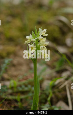 Barton's Orchid, Dactylorhiza insularis, inflorescence, Andalousie, Espagne Banque D'Images