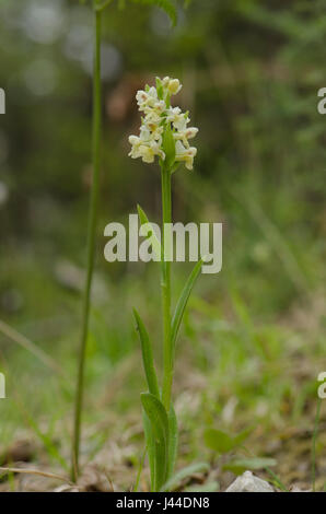 Barton's Orchid, Dactylorhiza insularis, inflorescence, Andalousie, Espagne Banque D'Images