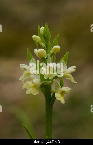 Barton's Orchid, Dactylorhiza insularis, inflorescence, Andalousie, Espagne Banque D'Images