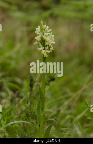 Barton's Orchid, Dactylorhiza insularis, inflorescence, Andalousie, Espagne Banque D'Images