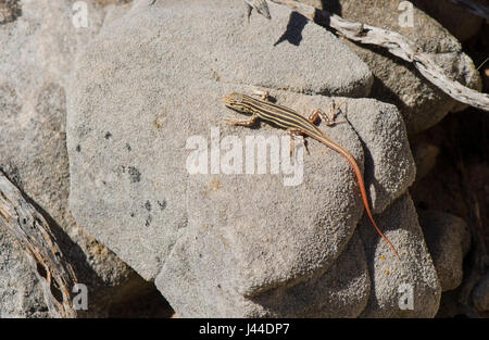 La tortue à pattes courtes, des lézards, de reptiles, d'Acanthodactylus erythrurus au soleil sur les rochers. L'Andalousie, espagne. Banque D'Images