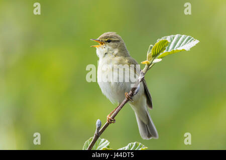 Willow Warbler chanter pendant que perché sur une fine branche avec un fond vert. Banque D'Images