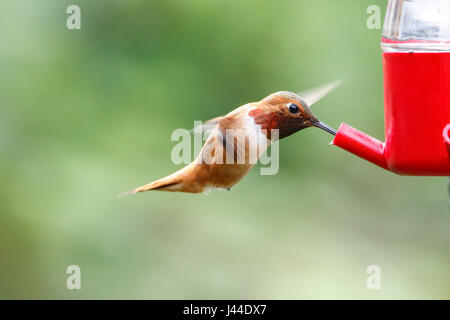 Le colibri volant à Richmond, BC, Canada Banque D'Images