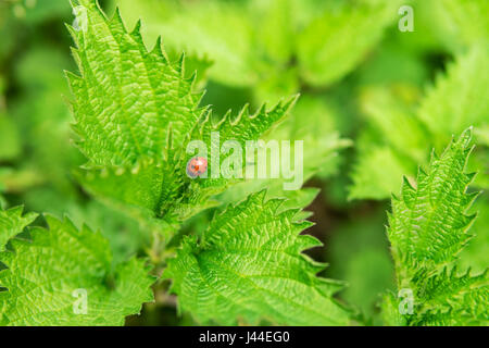 Coccinelle rouge avec des points noirs sur une feuille d'ortie verte Banque D'Images