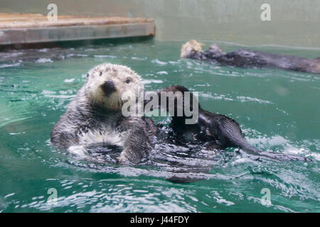 SEATTLE, Washington, USA - JAN 25th, 2017 : Otter natation sur le dos, à la caméra dans un aquarium en Banque D'Images