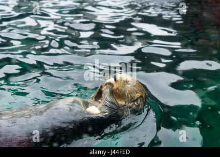 SEATTLE, Washington, USA - JAN 25th, 2017 : Otter natation sur le dos, à la caméra dans un aquarium en Banque D'Images