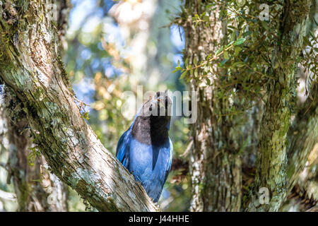 Azure Jay ou Gralha Azul oiseau (Cyanocorax caeruleus) dans la région de Canyon Itaimbezinho au parc national Aparados da Serra - Cambara do Sul, Rio Grande do Sul, Br Banque D'Images